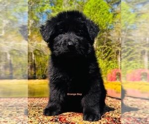German Shepherd Dog Puppy for sale in GADSDEN, AL, USA