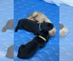 Small #5 Labrador Retriever