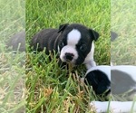Small Photo #1 Boston Terrier Puppy For Sale in SOMERVILLE, TX, USA