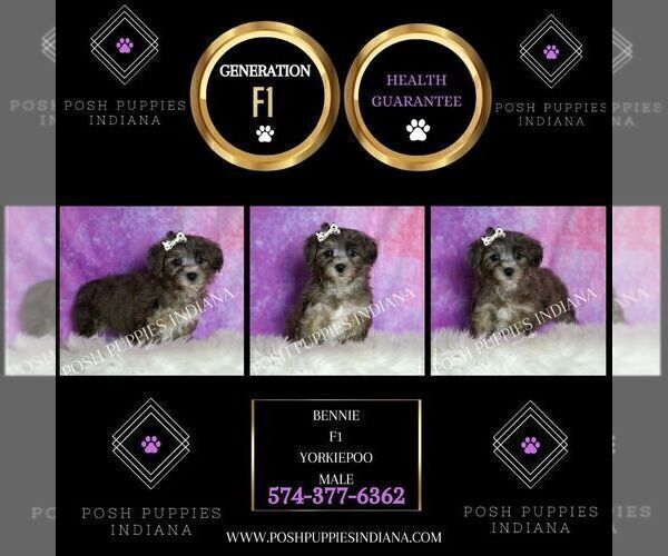 Medium Photo #110 Yorkipoo Puppy For Sale in WARSAW, IN, USA