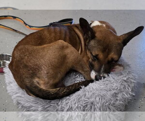 Basenji-Unknown Mix Dogs for adoption in Brooklyn Center, MN, USA