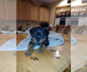 Rottweiler Puppy for sale in MARATHON, NY, USA