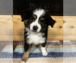 Puppy Jax Miniature Australian Shepherd