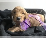 Small Photo #2 Goldendoodle Puppy For Sale in WOODBURN, IN, USA