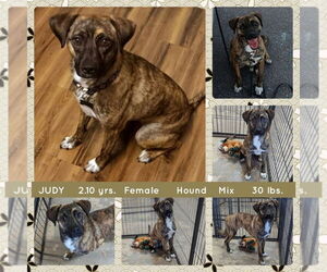 Mutt Dogs for adoption in Mesa, AZ, USA