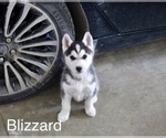 Puppy Puppy 4 Alaskan Husky