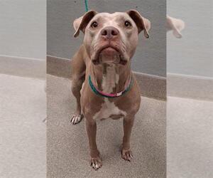 Mutt Dogs for adoption in Las Vegas, NV, USA