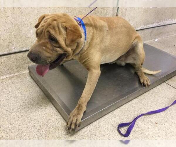 Medium Photo #1 Chinese Shar-Pei Puppy For Sale in Riverside, CA, USA