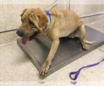 LOGAN - Male Chinese Shar-Pei Dog for Adoption - Small photo