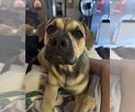 Small #8 American Pit Bull Terrier Mix