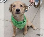 Small #3 Colonial Cocker Spaniel Mix