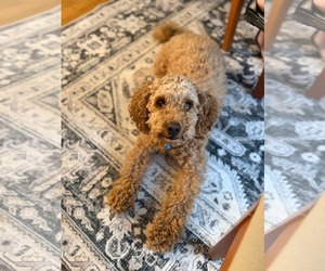Goldendoodle (Miniature) Dogs for adoption in Westwood, NJ, USA