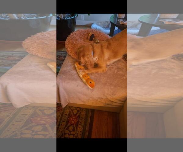 Medium Photo #5 Cocker Spaniel-Unknown Mix Puppy For Sale in Hayward, CA, USA