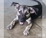 Small Retriever  Mix