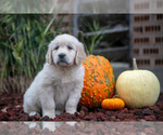 Puppy Fiona English Cream Golden Retriever