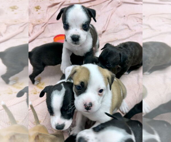 Medium Photo #6 American Boston Bull Terrier Puppy For Sale in GILBERTS, IL, USA