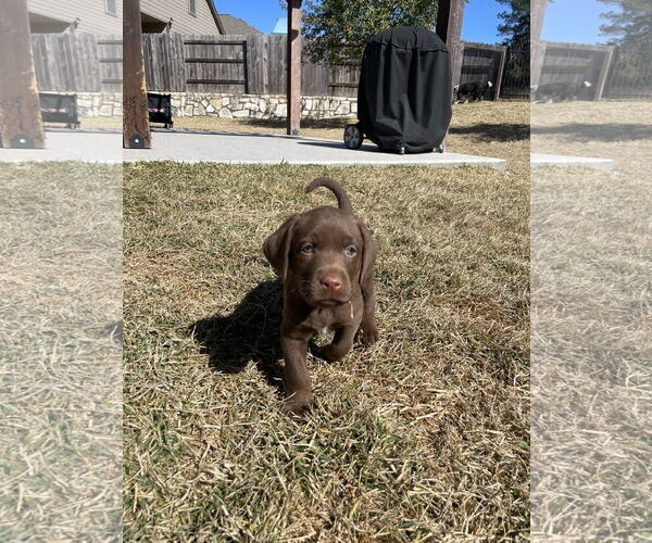 Medium Photo #1 Labrador Retriever-Unknown Mix Puppy For Sale in The Woodlands, TX, USA