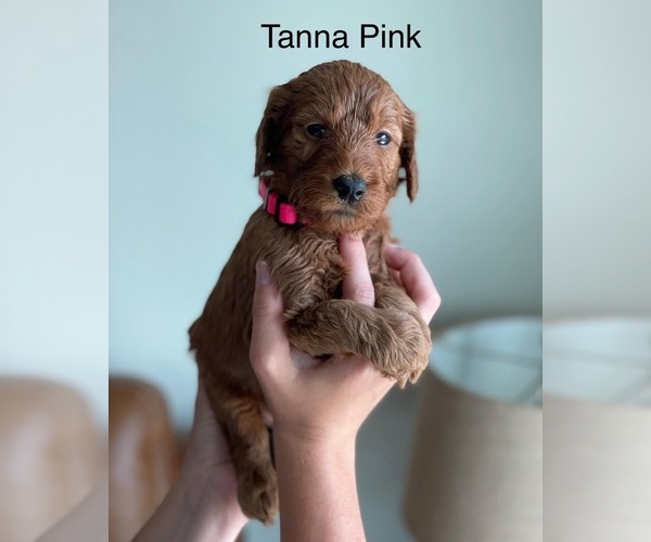 Medium Photo #22 Goldendoodle Puppy For Sale in KISSIMMEE, FL, USA