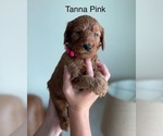 Small Photo #22 Goldendoodle Puppy For Sale in KISSIMMEE, FL, USA