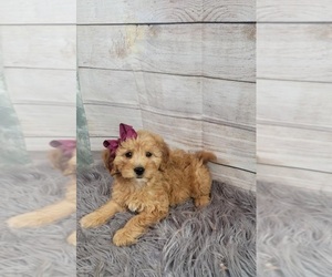 Goldendoodle (Miniature) Puppy for sale in INDIANAPOLIS, IN, USA