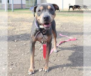 American Staffordshire Terrier-Unknown Mix Dogs for adoption in San Antonio, TX, USA