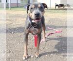 Small American Staffordshire Terrier Mix