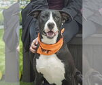 Small #10 American Pit Bull Terrier-Labrador Retriever Mix