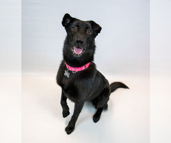 Medium Photo #3 Border Collie-Unknown Mix Puppy For Sale in Kennesaw, GA, USA