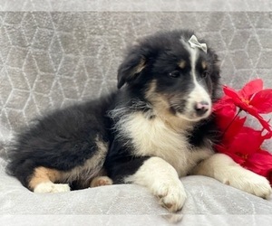 Australian Shepherd Puppy for sale in LAKELAND, FL, USA