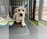 Small Anatolian Shepherd
