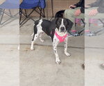 Clementine - Female Colonial Cocker Spaniel-Unknown Mix Dog for Adoption - Small photo