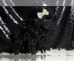 Small #3 Poodle (Miniature)