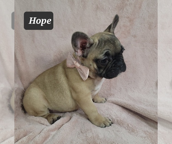 Medium Photo #3 French Bulldog Puppy For Sale in MINERAL WELLS, WV, USA