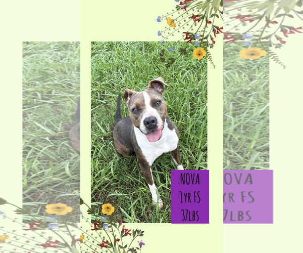 Medium Photo #1 Mutt Puppy For Sale in Woodbury, NY, USA