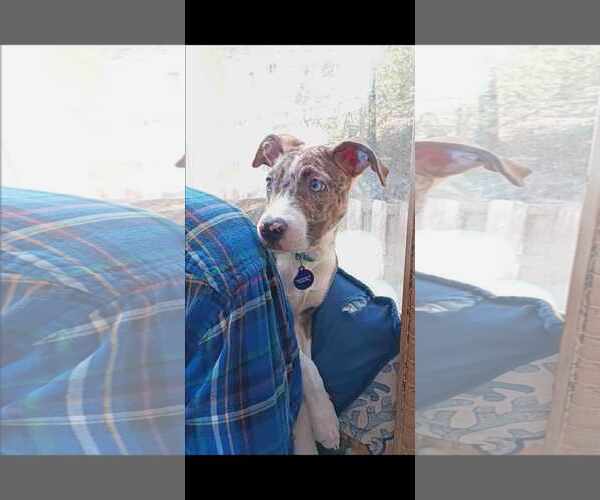 Medium Photo #1 Catahoula Leopard Dog-Unknown Mix Puppy For Sale in NYC, NY, USA