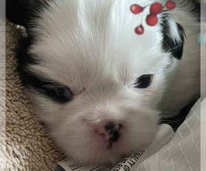 Shih Tzu Puppy for sale in SANFORD, FL, USA