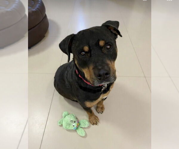 Medium Photo #1 Rottweiler Puppy For Sale in Gilbert, AZ, USA