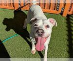 Small #1 American Pit Bull Terrier Mix