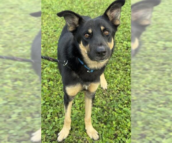 Medium Photo #1 German Shepherd Dog Puppy For Sale in Fort Lauderdale, FL, USA