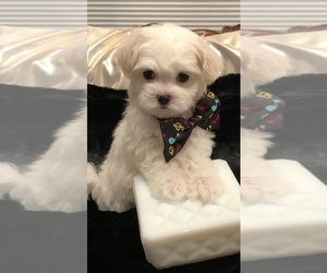 Maltese Puppy for sale in CHICKAMAUGA, GA, USA
