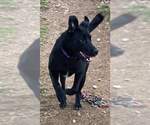 Small Photo #4 Labrador Retriever-Unknown Mix Puppy For Sale in Augusta, WV, USA