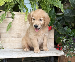 Golden Retriever Puppy for sale in WILLARD, WI, USA