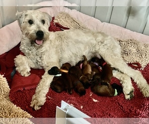 Mother of the Soft Coated Wheaten Terrier puppies born on 10/31/2021