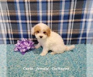 Cockapoo Puppy for Sale in HOPKINSVILLE, Kentucky USA
