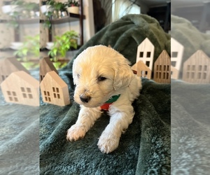 Goldendoodle Puppy for sale in FLAT ROCK, NC, USA