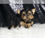 Small #4 Morkie