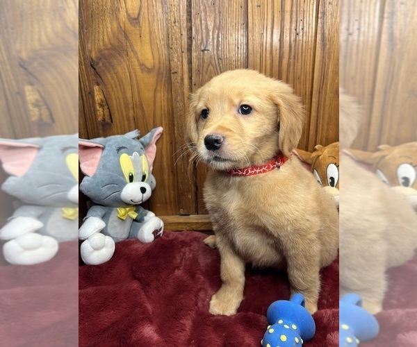 Medium Photo #9 Golden Retriever Puppy For Sale in NEOLA, WV, USA