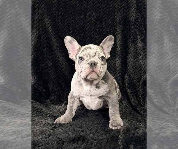 Medium Photo #47 French Bulldog Puppy For Sale in FOUNTAIN CITY, IN, USA
