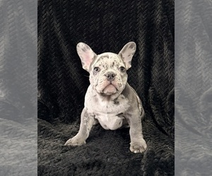 Medium French Bulldog