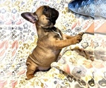 Small Photo #2 French Bulldog Puppy For Sale in HUDSON, CO, USA